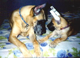 Big Brother Cody and Dawson