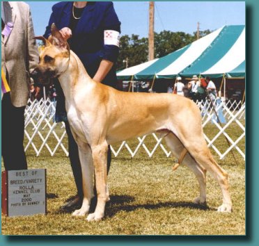 Raymond Best of Breed at 14 months