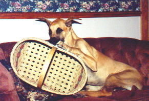 I like my Toy Basket better than my toys - Somedays