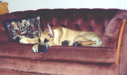 Norman at 16 weeks on his love seat
